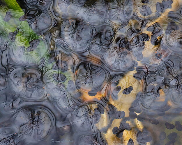 Wood Frog Eggs.jpg
