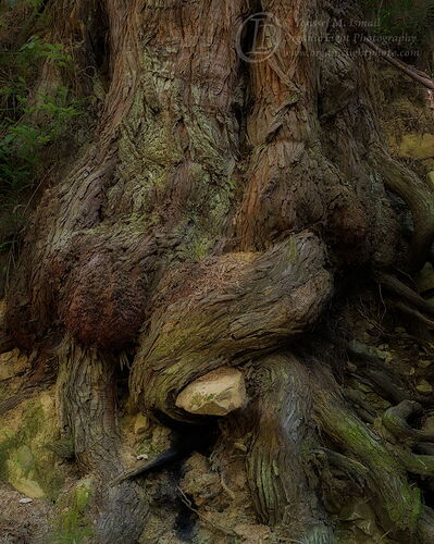 _DSC6393_Hug_Tight_4x5_Crop_NPN.jpg
