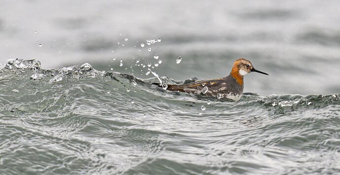 Red Necked Pharalope on turbulent water