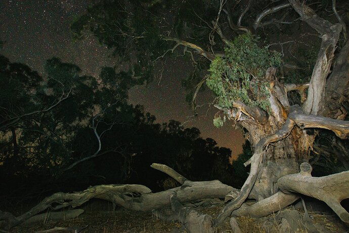 _MG_6394 Wilcannia Gum tree V4a small.jpg