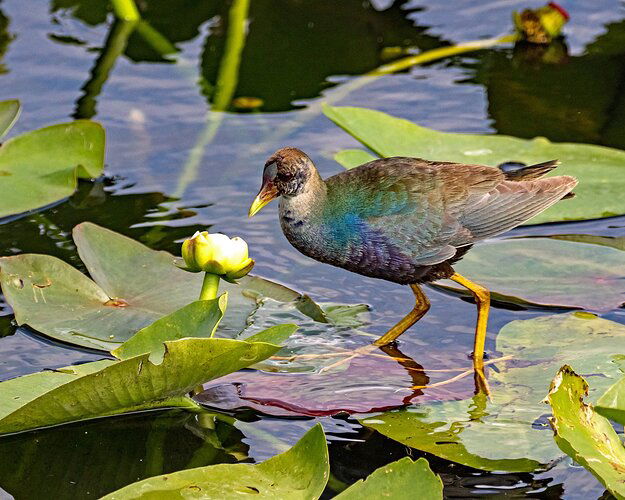 Young-Gallinule.jpg