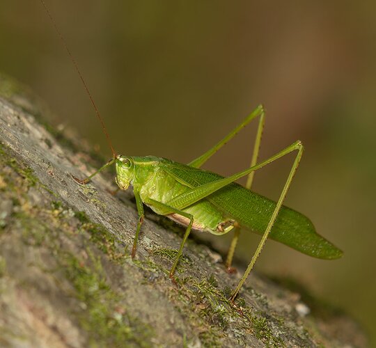 Katydid.jpg