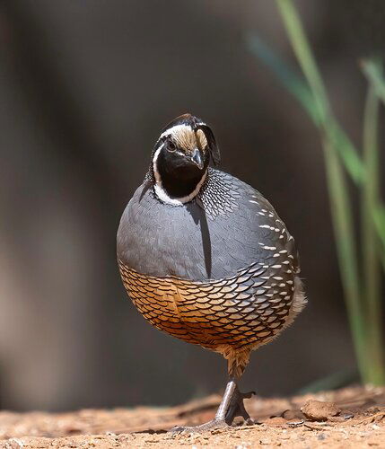 Quail Topknot