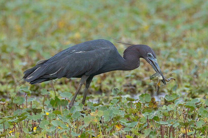 Little Blue Heron 18.jpg