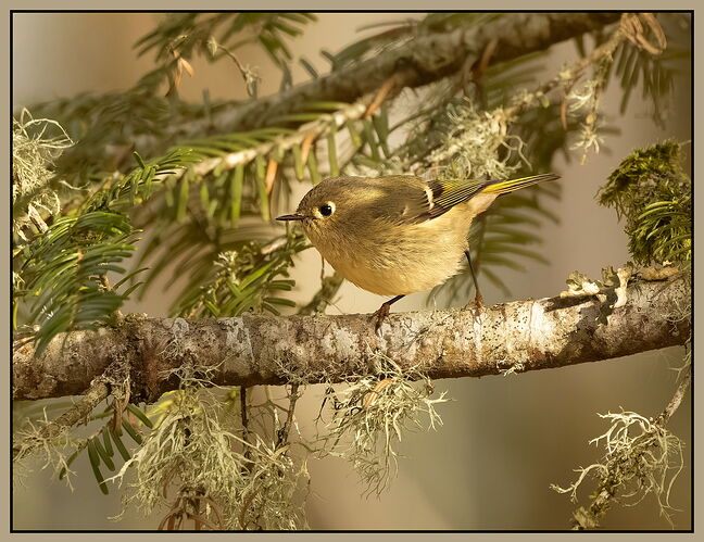 Ruby-crowned Kinglet2-NPN.jpg