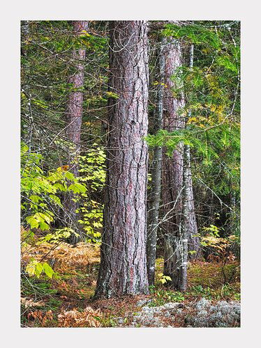 Algonquin-Red-Pine-II3000