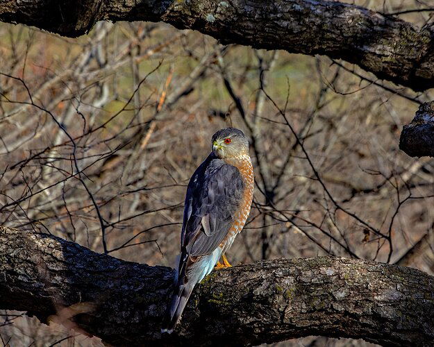 Cooper's Hawk