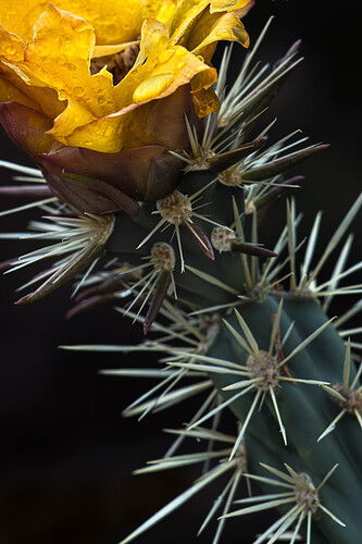 Cholla c-.jpg