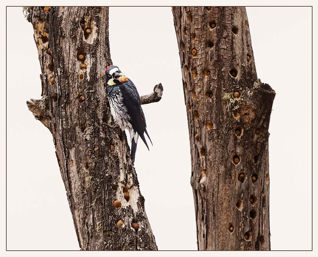 Acorn Woodpecker-2-NPN.jpg