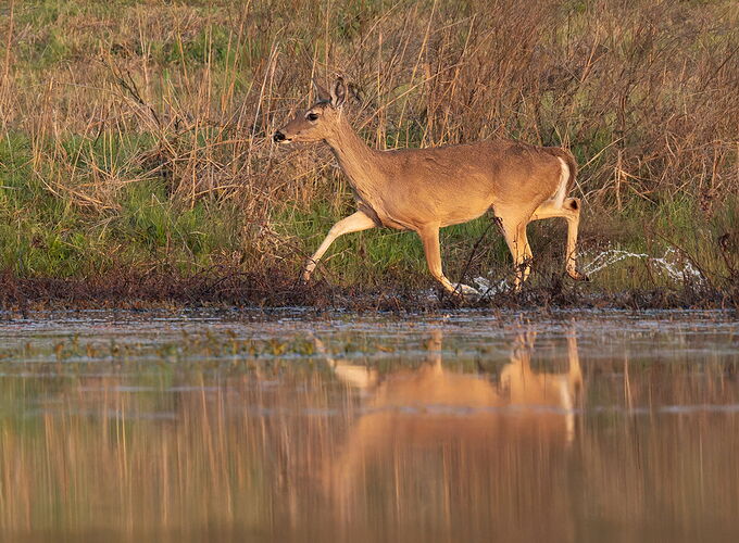 White-tailed deer 32.jpg