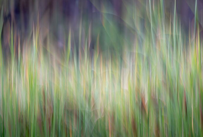dcampbell-icm-typha-arapahoe-bend-2025-web.jpg