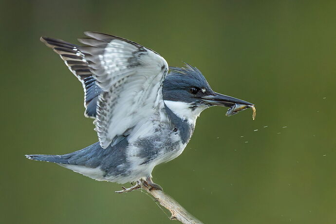 Belted Kingfisher 126.jpg