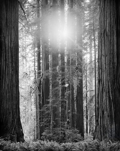 SanctuaryofGiants_JedediahSmithRedwoods_CA_JUL2025_IP