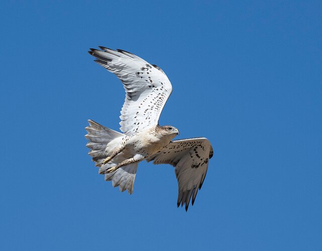 Ferruginous Flying