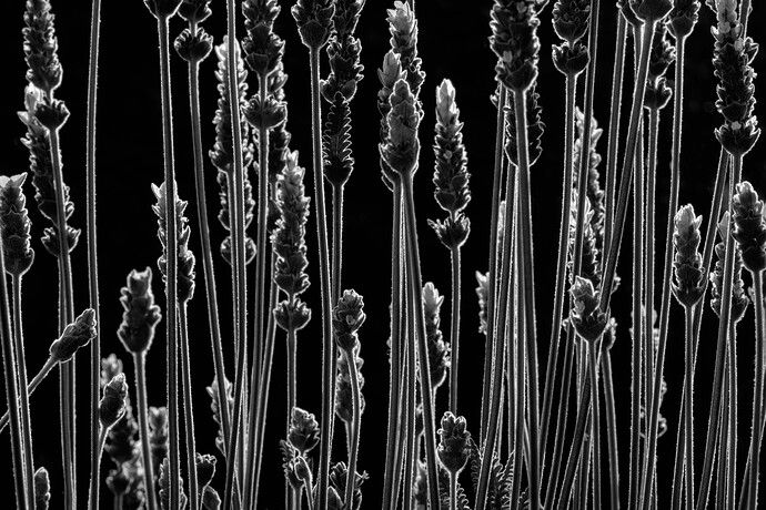 Lavender c bw.JPG