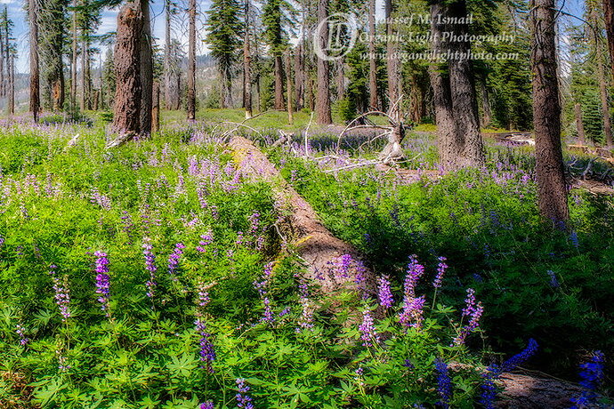 _DSC1480-1484_LupineMeadow_NPN