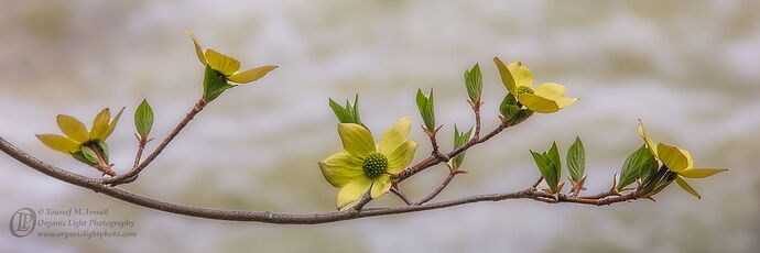 _DSC0002_DogwoodBranch_Sentient_V3