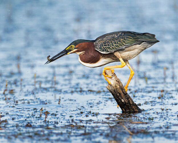 A Snack for a Green Heron