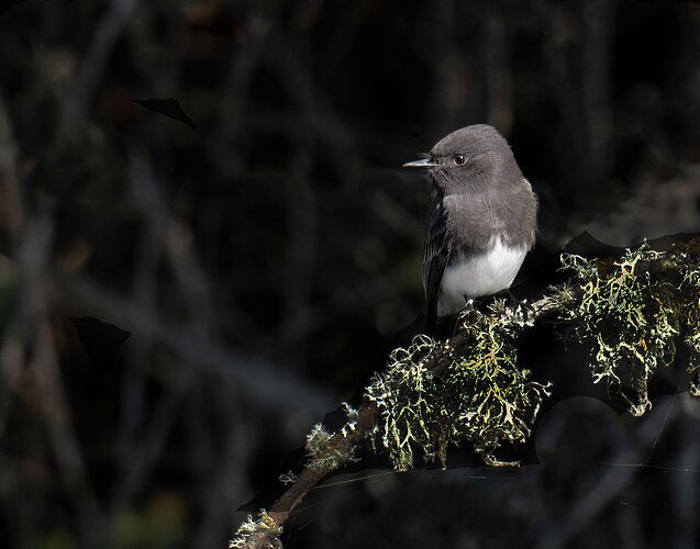 Black-Phoebe-copy.jpg-a