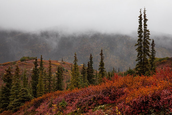 Revision 1 - IMG5DMarkIV_1472NPN3MB-NPN3Meg-2.jpg