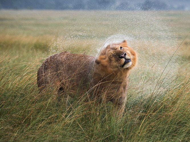 Mane Shake-Cropped