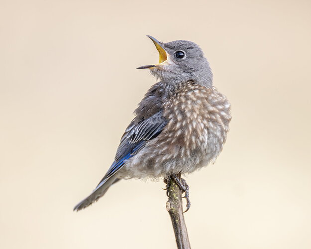The juvenile Western Bluebirds are learning the ropes