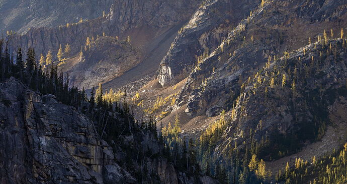 Larches Morning Light-0391.jpg