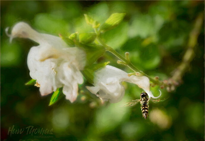 Revision 1 - migrant hoveefly04731-Edit.jpg