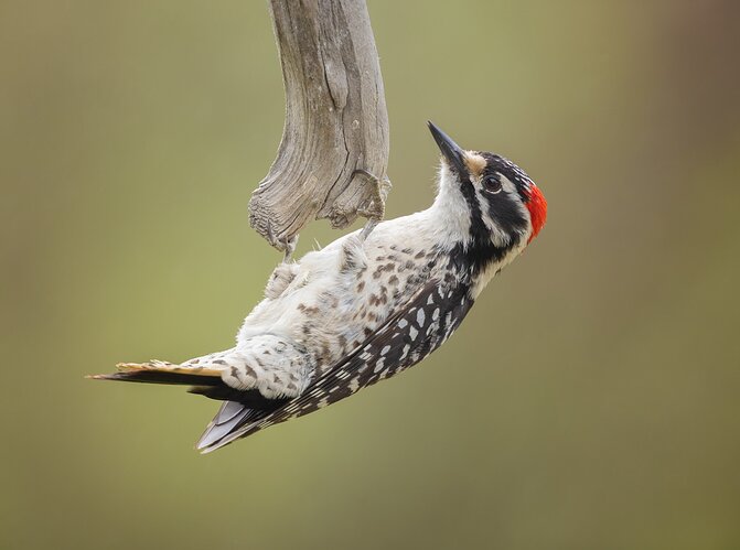 Male Nuttall's Woodpecker