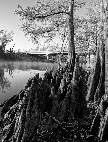 Cypress Knees & Cypress Trees
