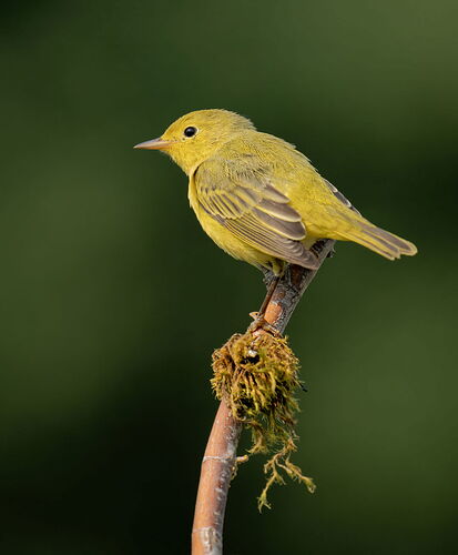 Wilson's Warbler 2.jpg