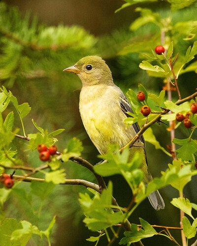 Tanager-NPN.jpg