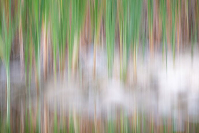 dcampbell-icm-typha-rocks-arapahoe-bend-2025-web.jpg