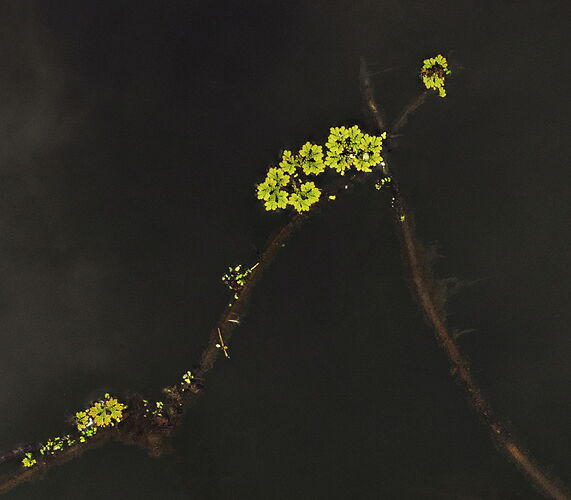 Azolla crossroads