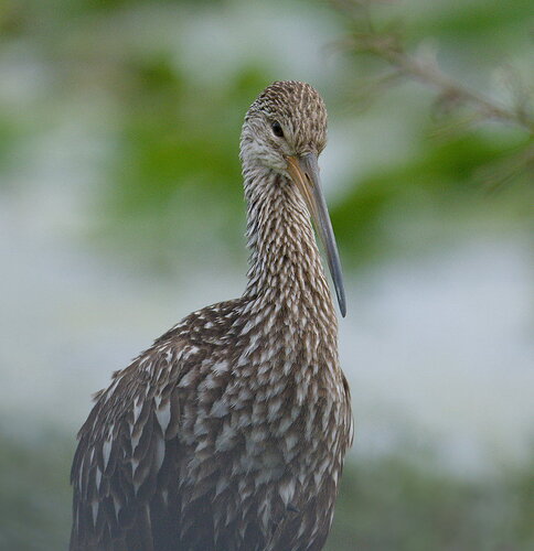 Original - DSC_6873_DxO.jpg