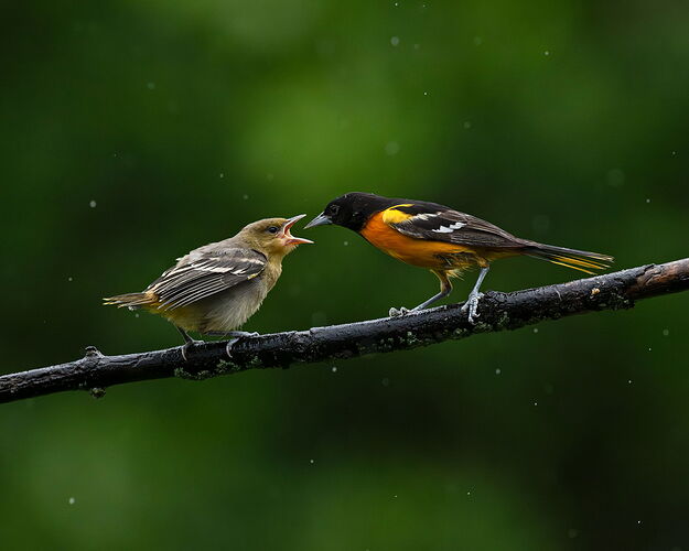 BOFeeding2.jpg