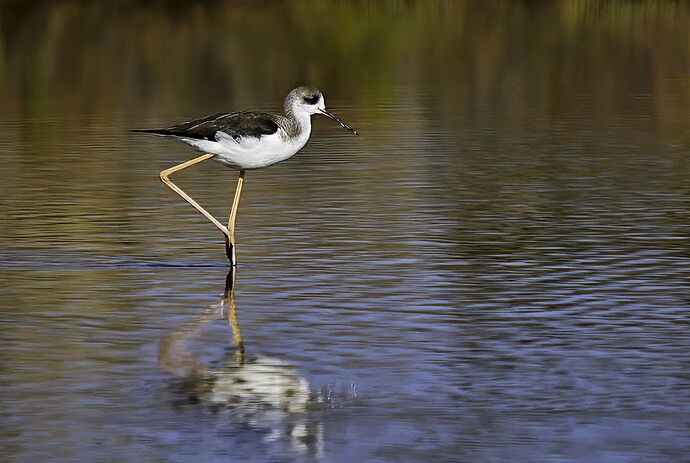 black winged stilt copy 2.jpg
