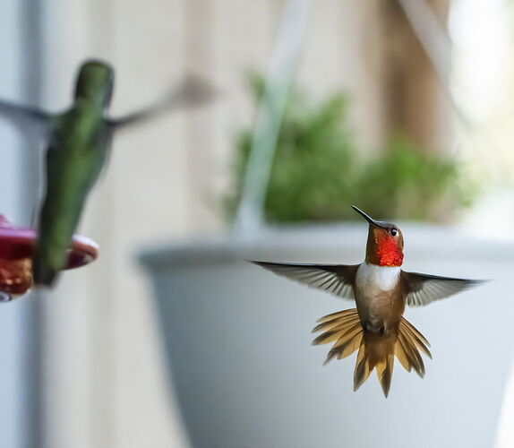 RUFOUS2.jpg
