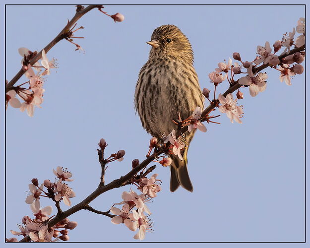 Pine Siskin-NPN.jpg