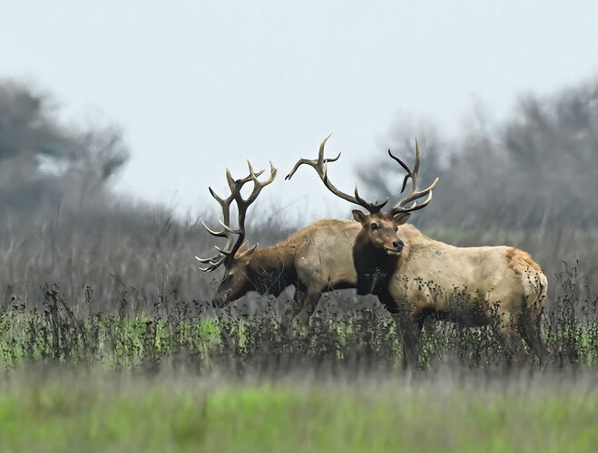 ELKPAIR.jpg