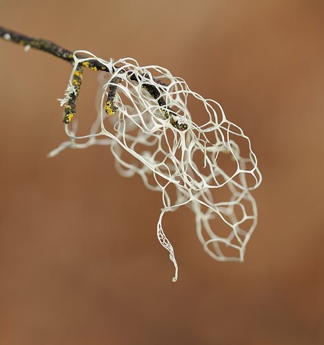 Lace lichen