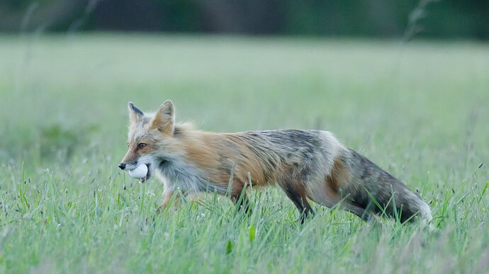 Nieghborhood Fox den