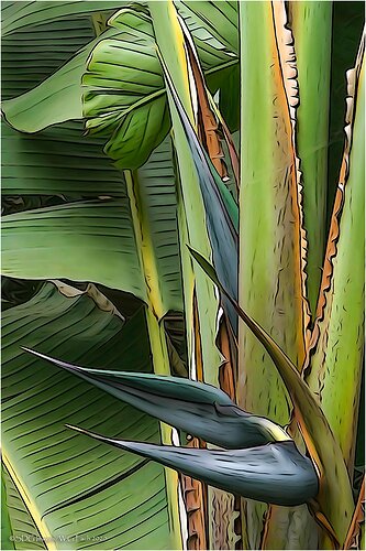 Pteradactyl-PA-32443A77IIXXL