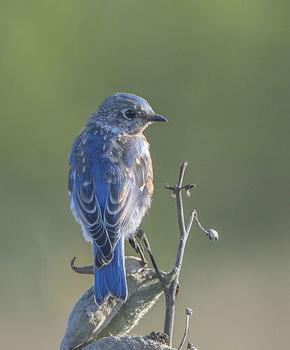 Bluebird Morning NPN-2