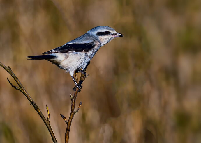 northern shrike_DxO copy.jpg