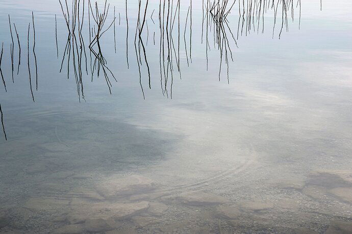 reeds-abstract-canyonlake-DSC_4419