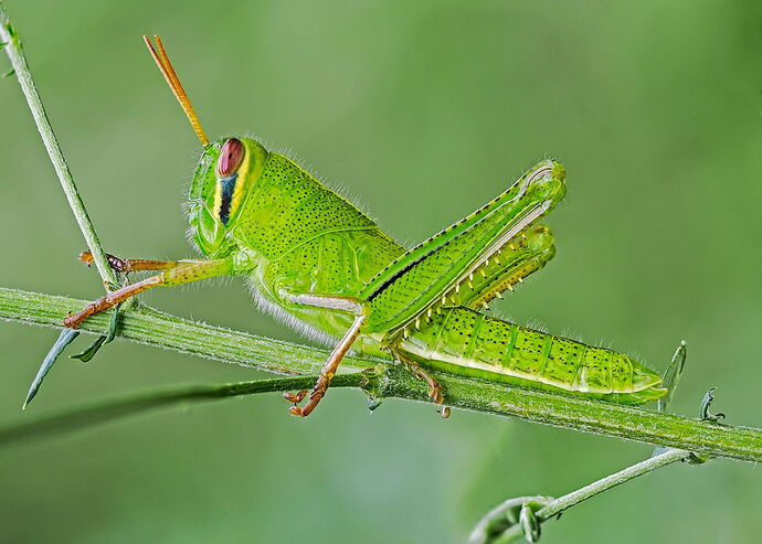 The-Green,-Green,-Grasshopper-of-Home.jpg