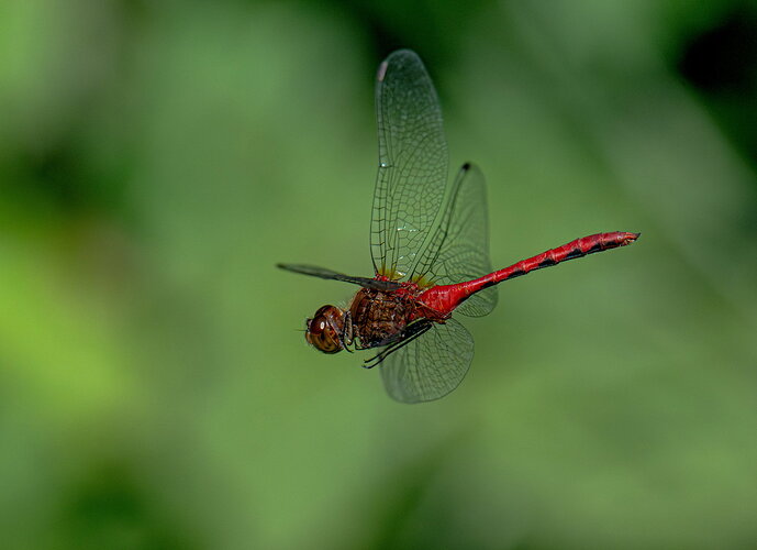 Original - FlyingSympetrum.jpg
