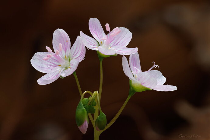 Spring Beauty.jpg