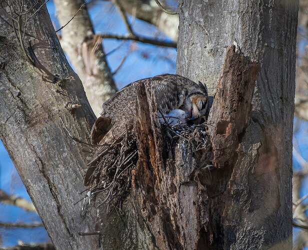 Great Horned Owl   NPN.jpg